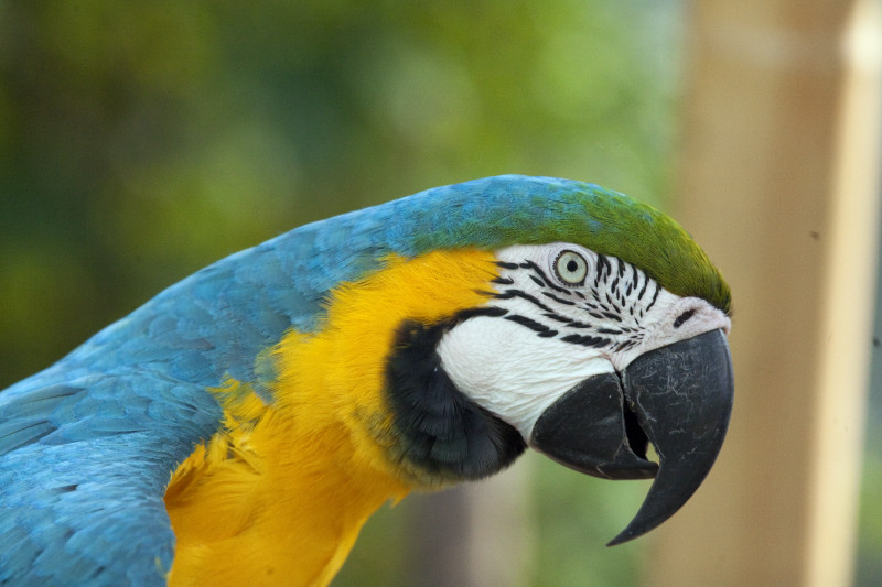 High Resolution Wallpaper | Blue-and-yellow Macaw 800x533 px
