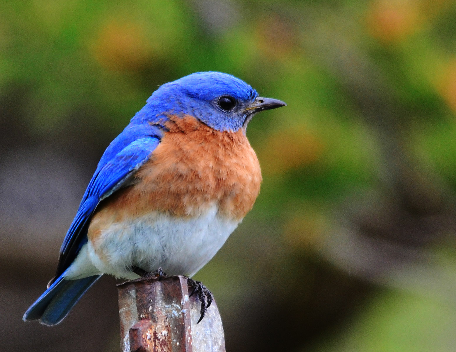 Bluebird Pics, Animal Collection