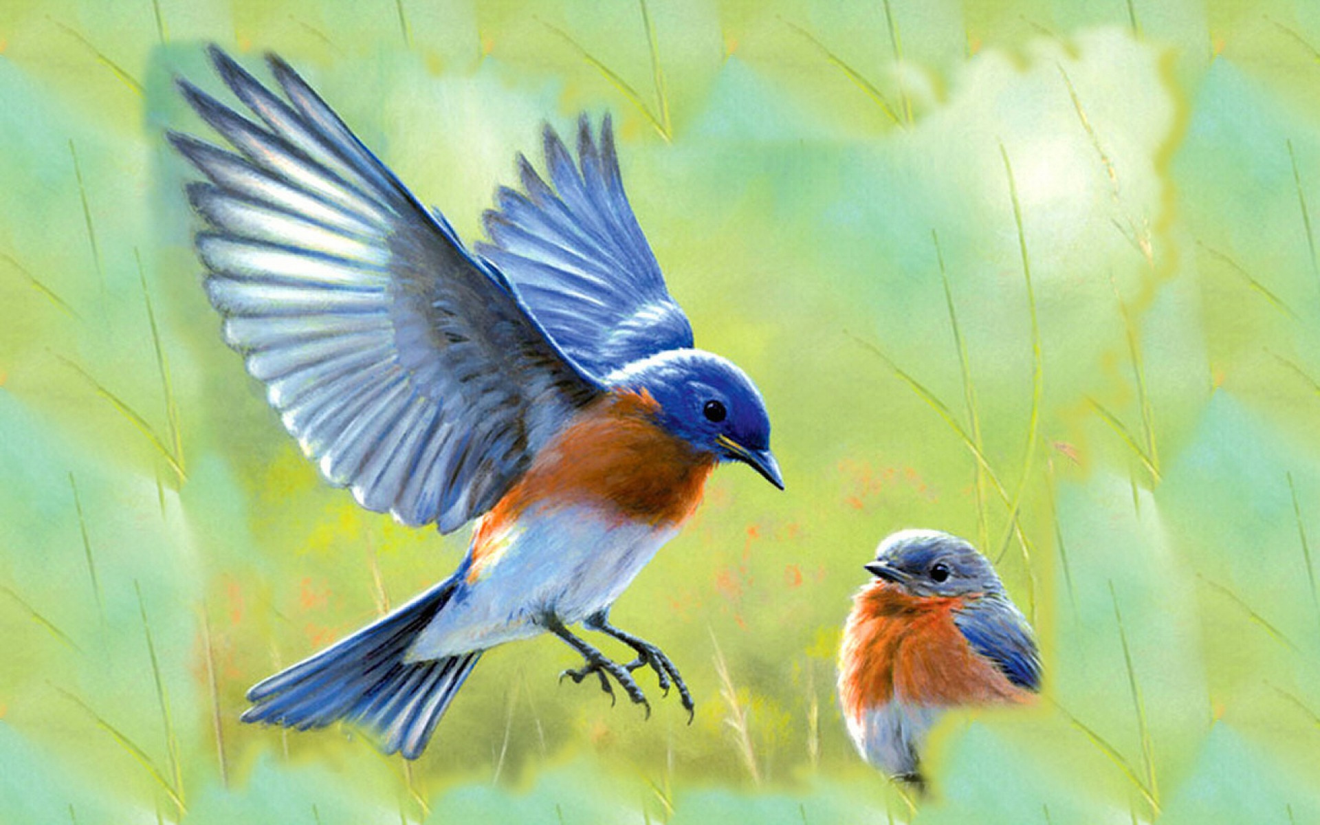 High Resolution Wallpaper | Bluebird 1920x1200 px