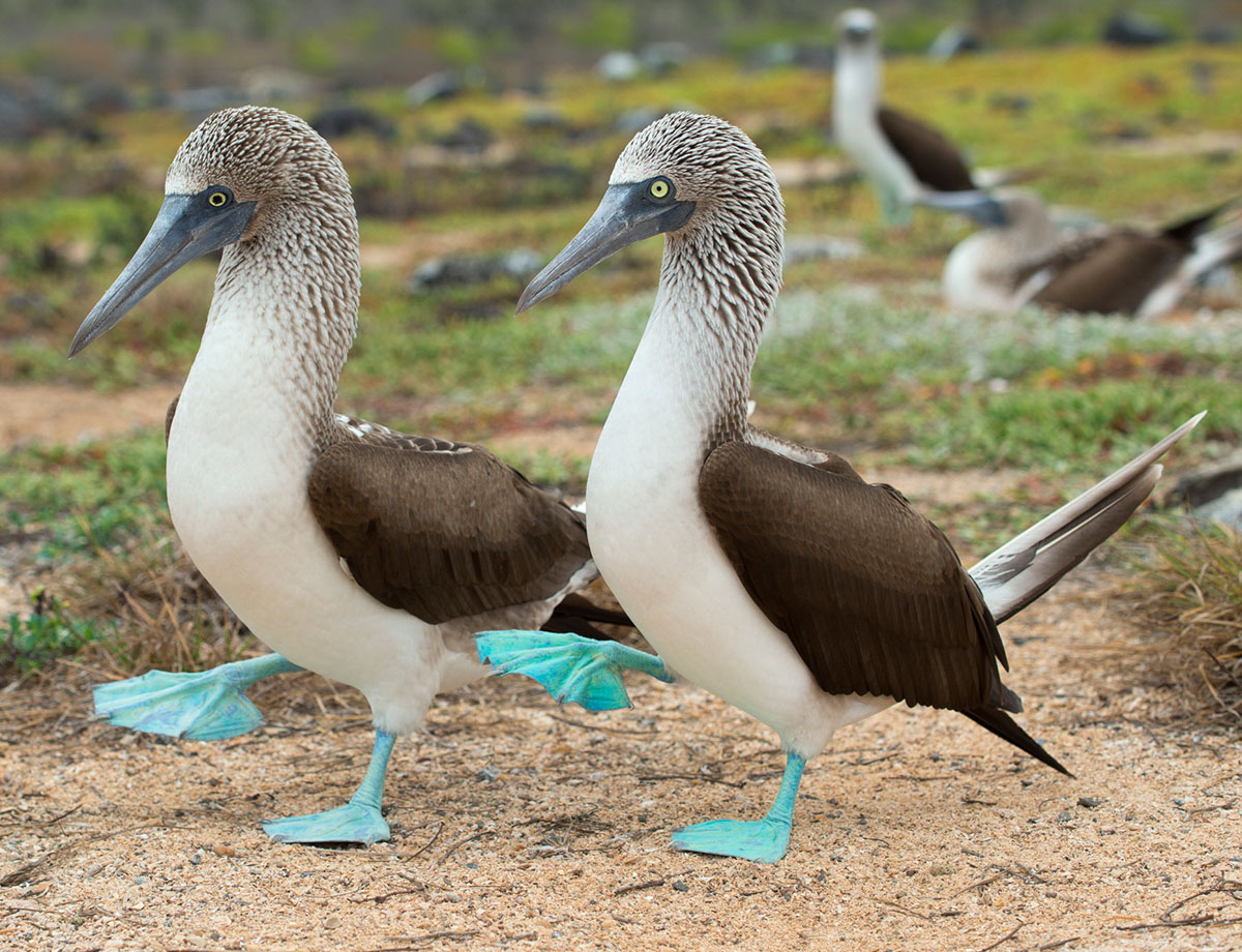 Blue-footed Booby HD wallpapers #5. 