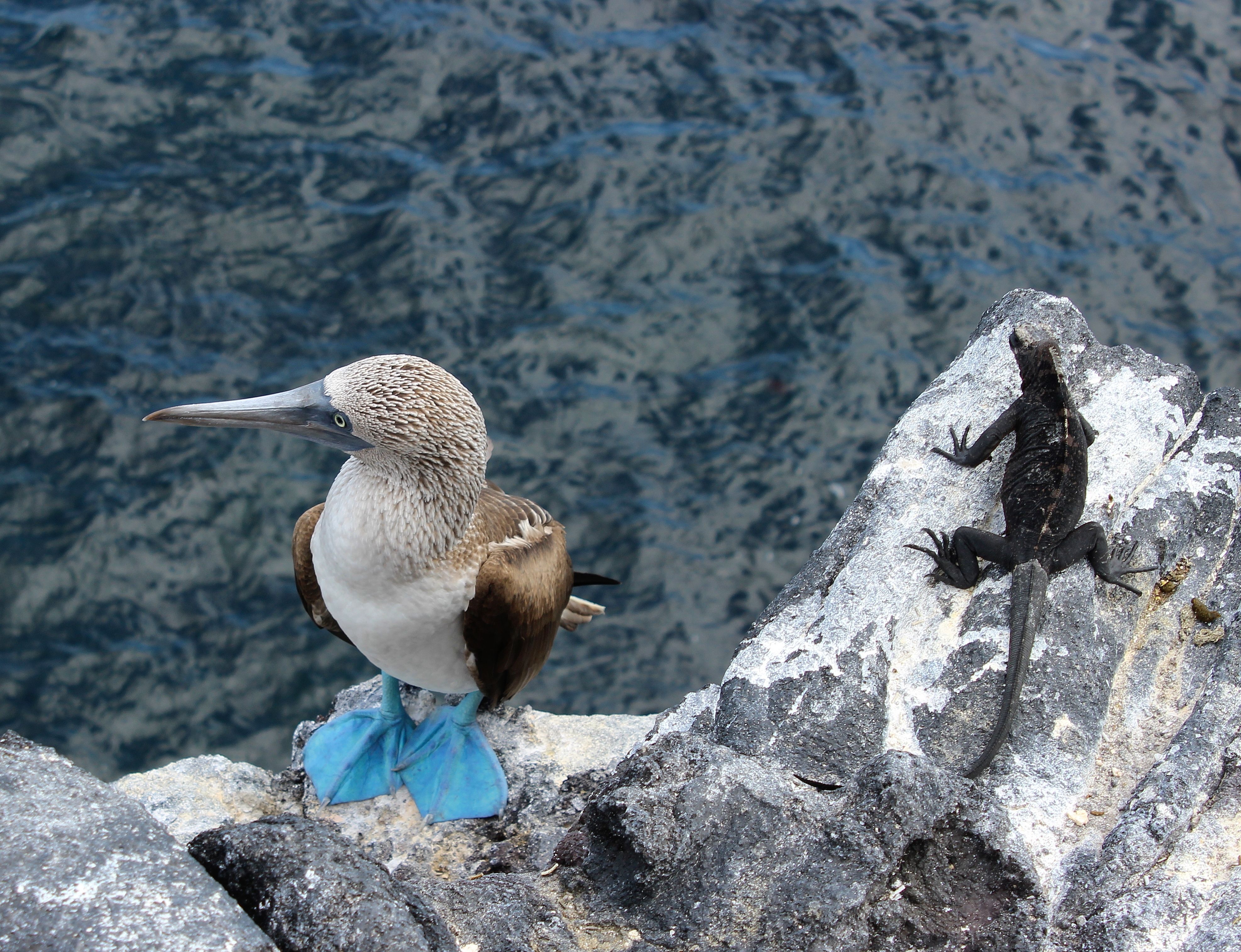 Animal Blue-footed Booby HD Wallpapers. 