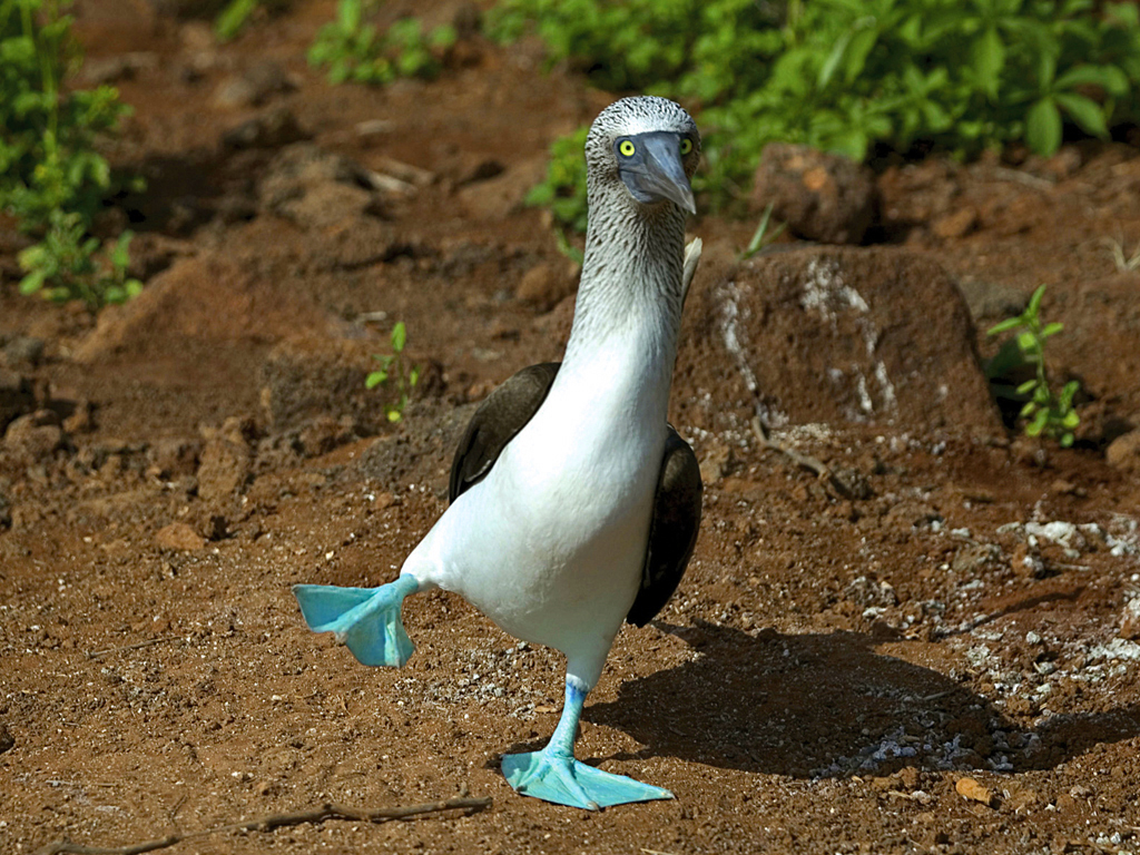 Blue-footed Booby #9.