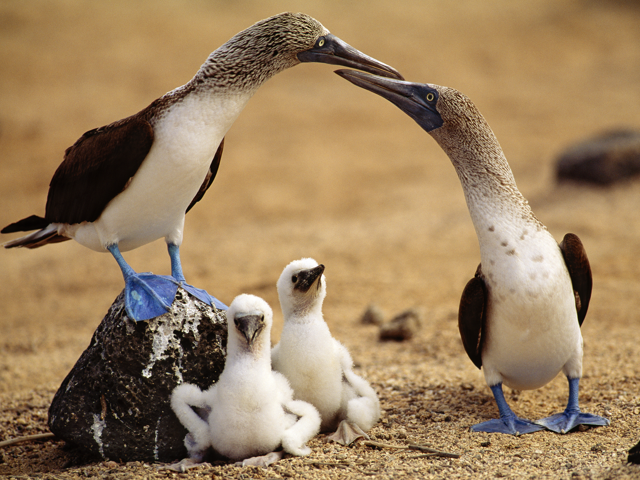 Animal Blue-footed Booby HD Wallpapers. 