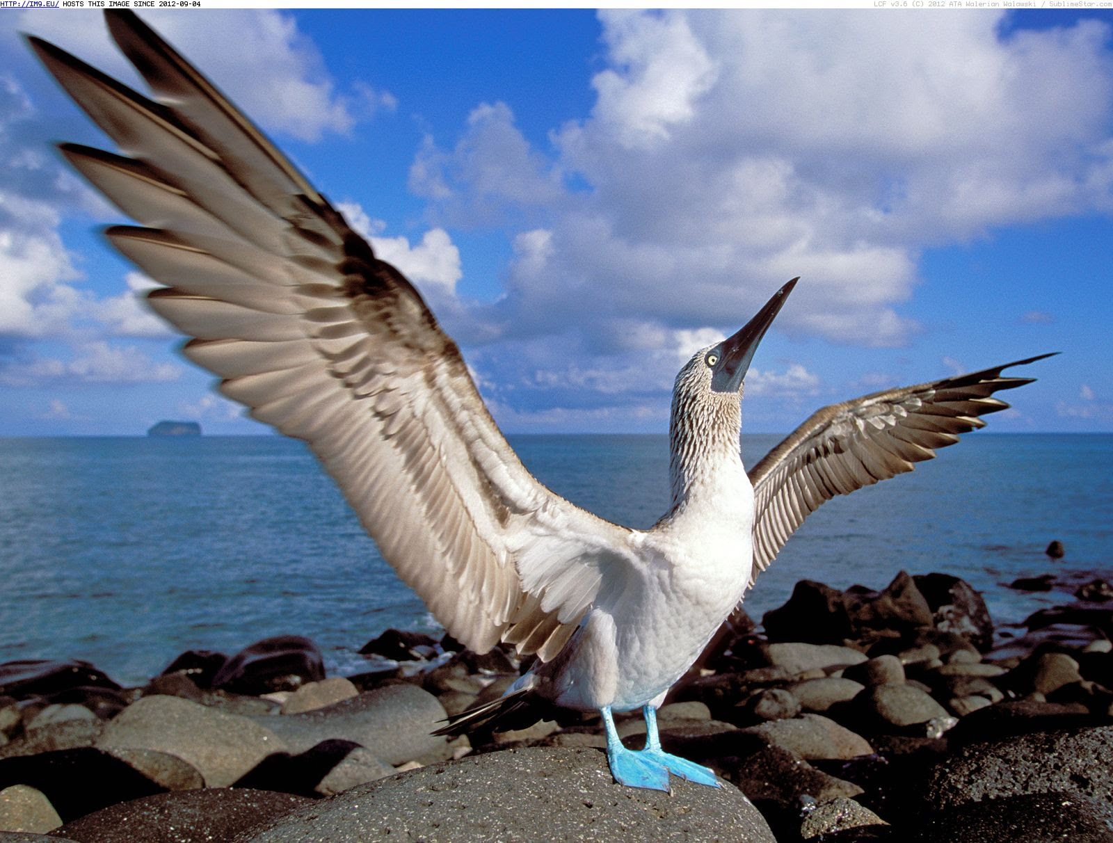 HD Quality Wallpaper | Collection: Animal, 1600x1212 Blue-footed Booby