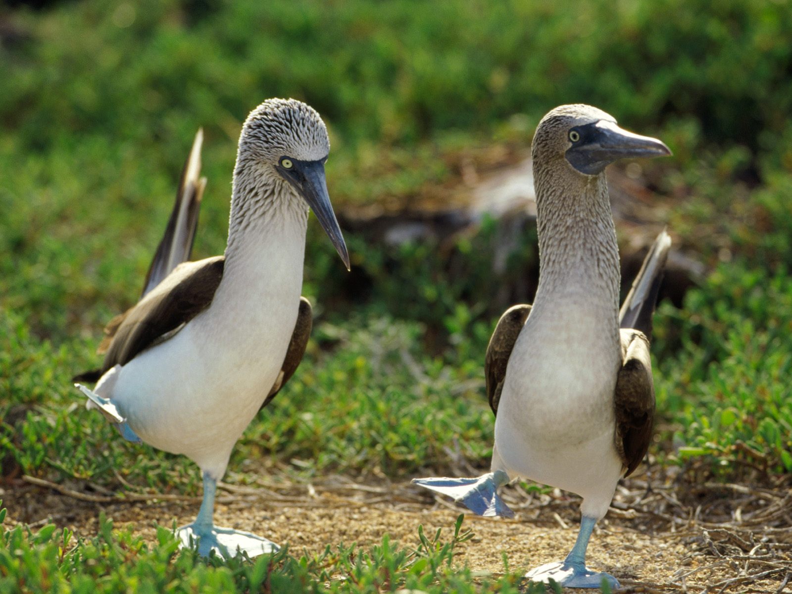 HQ Blue-footed Booby Wallpapers | File 282.17Kb