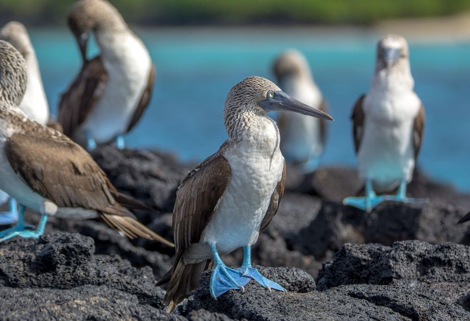 Galapagos blue-footed boobies. 