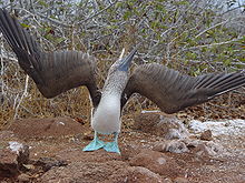 Blue-footed Booby #20