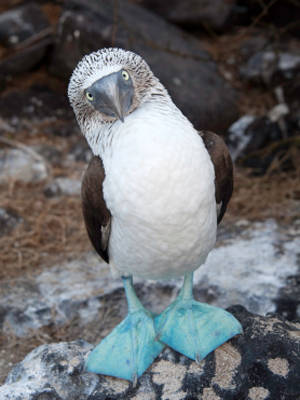 Blue-footed Booby Backgrounds on Wallpapers Vista