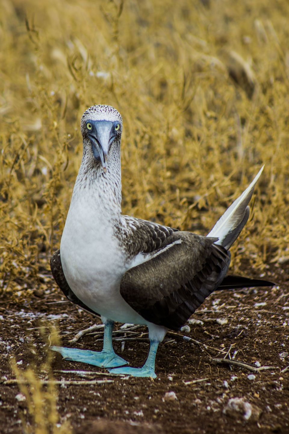 Nice wallpapers Blue-footed Booby 960x1440px