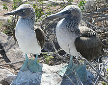 Blue-footed Booby HD wallpapers, Desktop wallpaper - most viewed