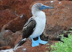 Blue-footed Booby #16