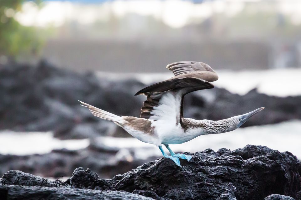 Blue-footed Booby #17