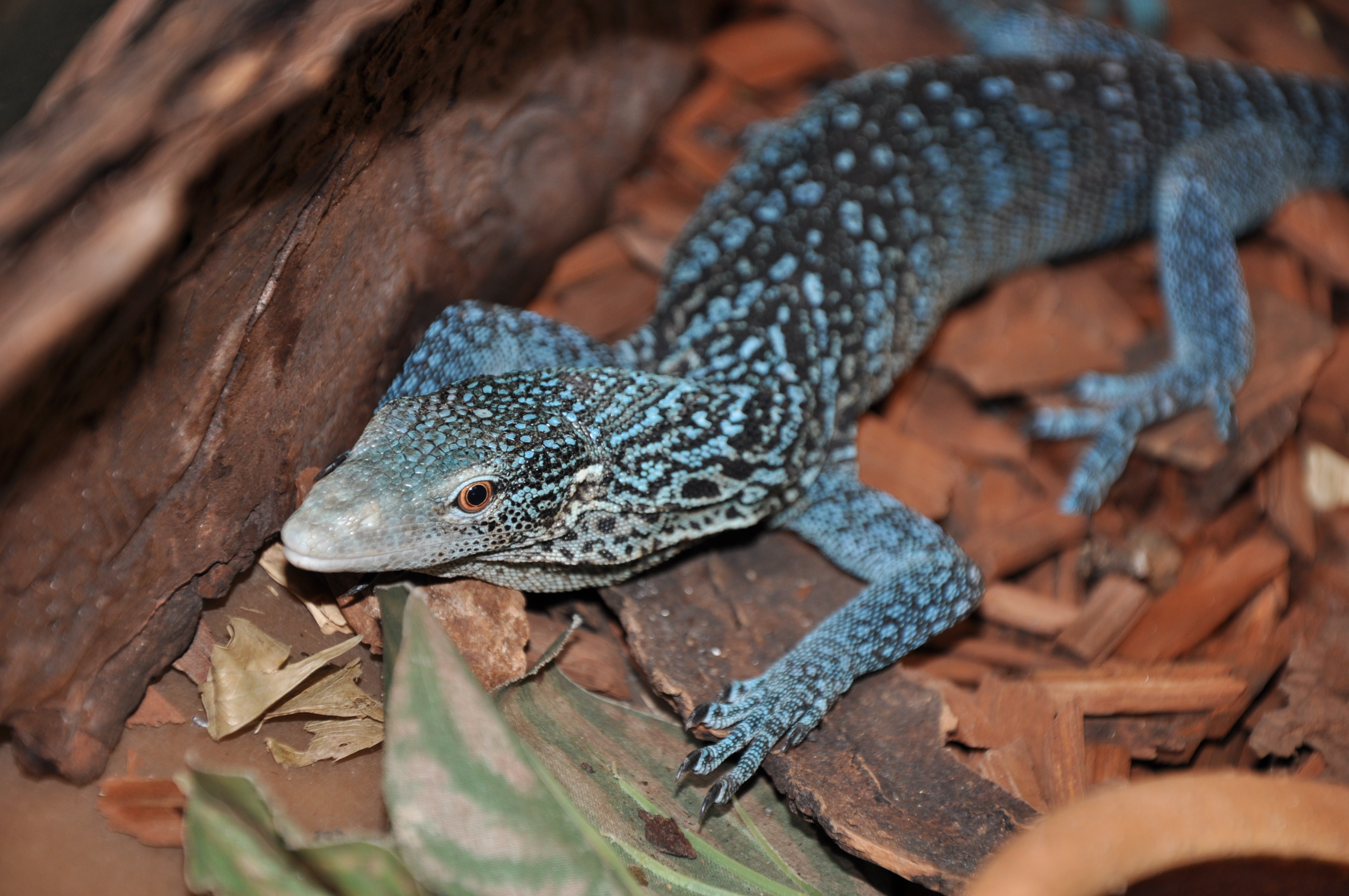 HD Quality Wallpaper | Collection: Animal, 3216x2136 Blue-spotted Tree Monitor