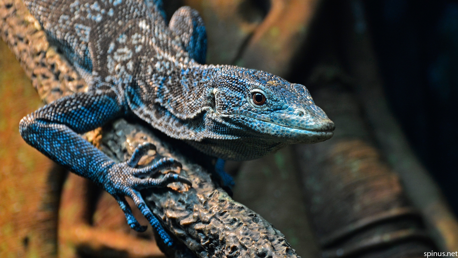 1920x1080 > Blue-spotted Tree Monitor Wallpapers