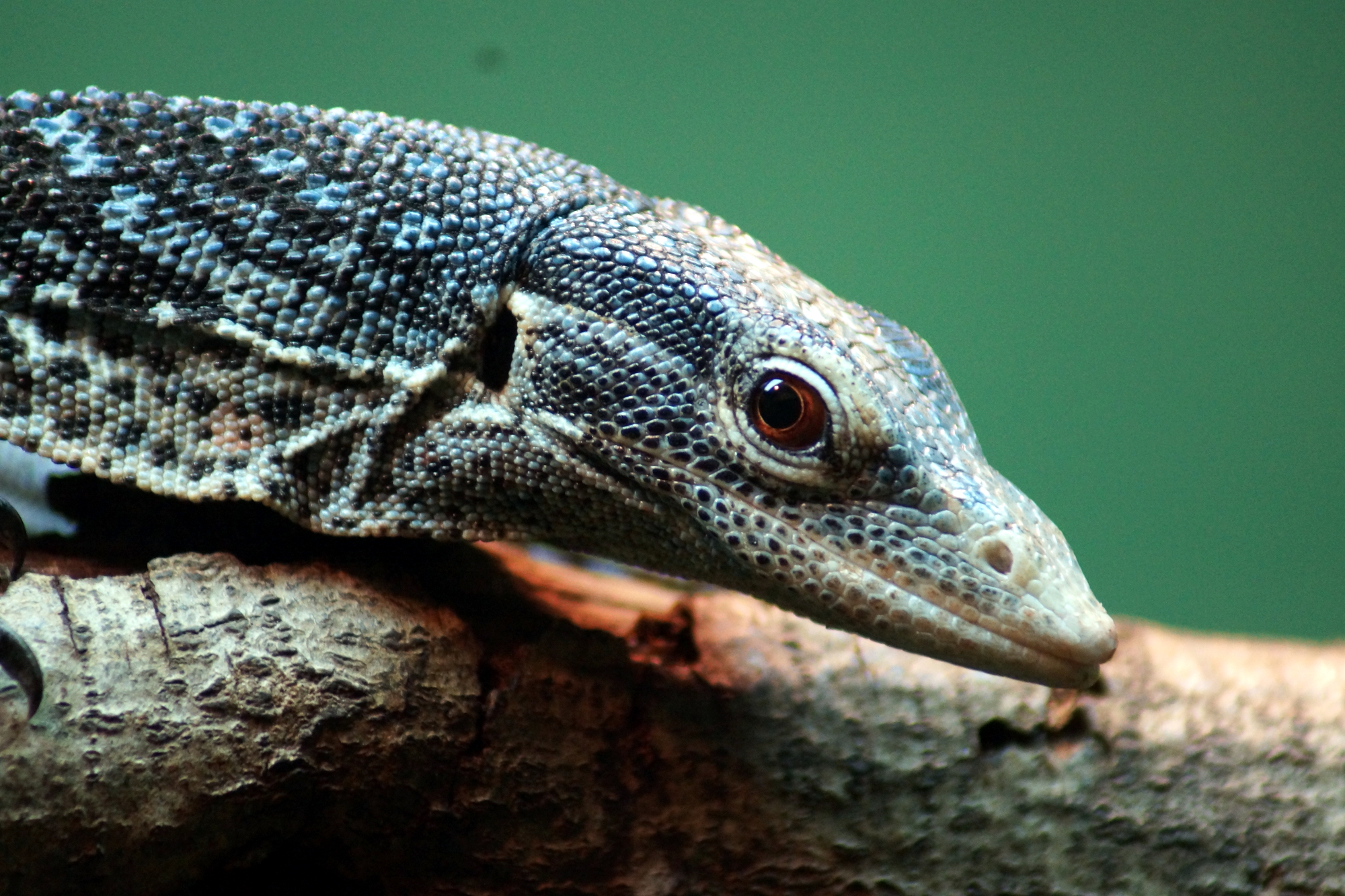 Blue-spotted Tree Monitor Backgrounds on Wallpapers Vista