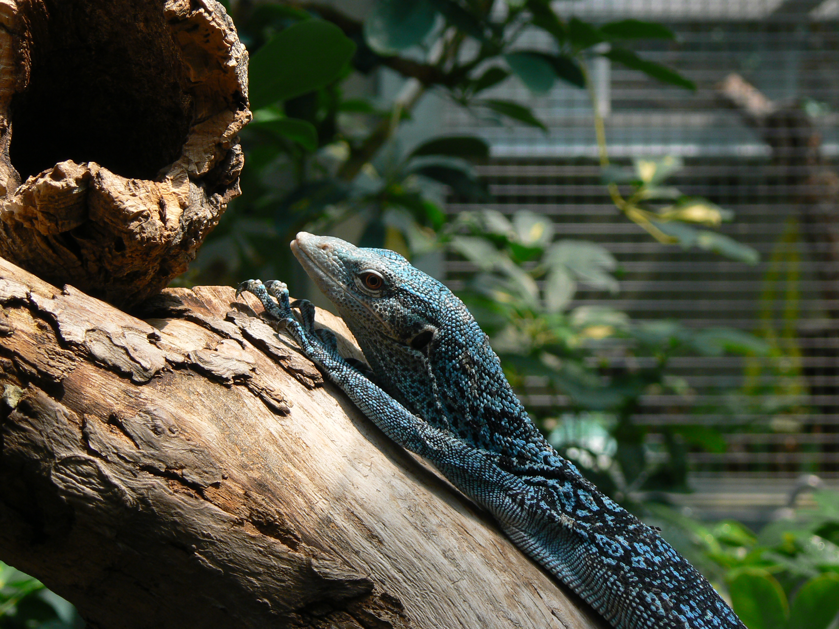 High Resolution Wallpaper | Blue-spotted Tree Monitor 2816x2112 px