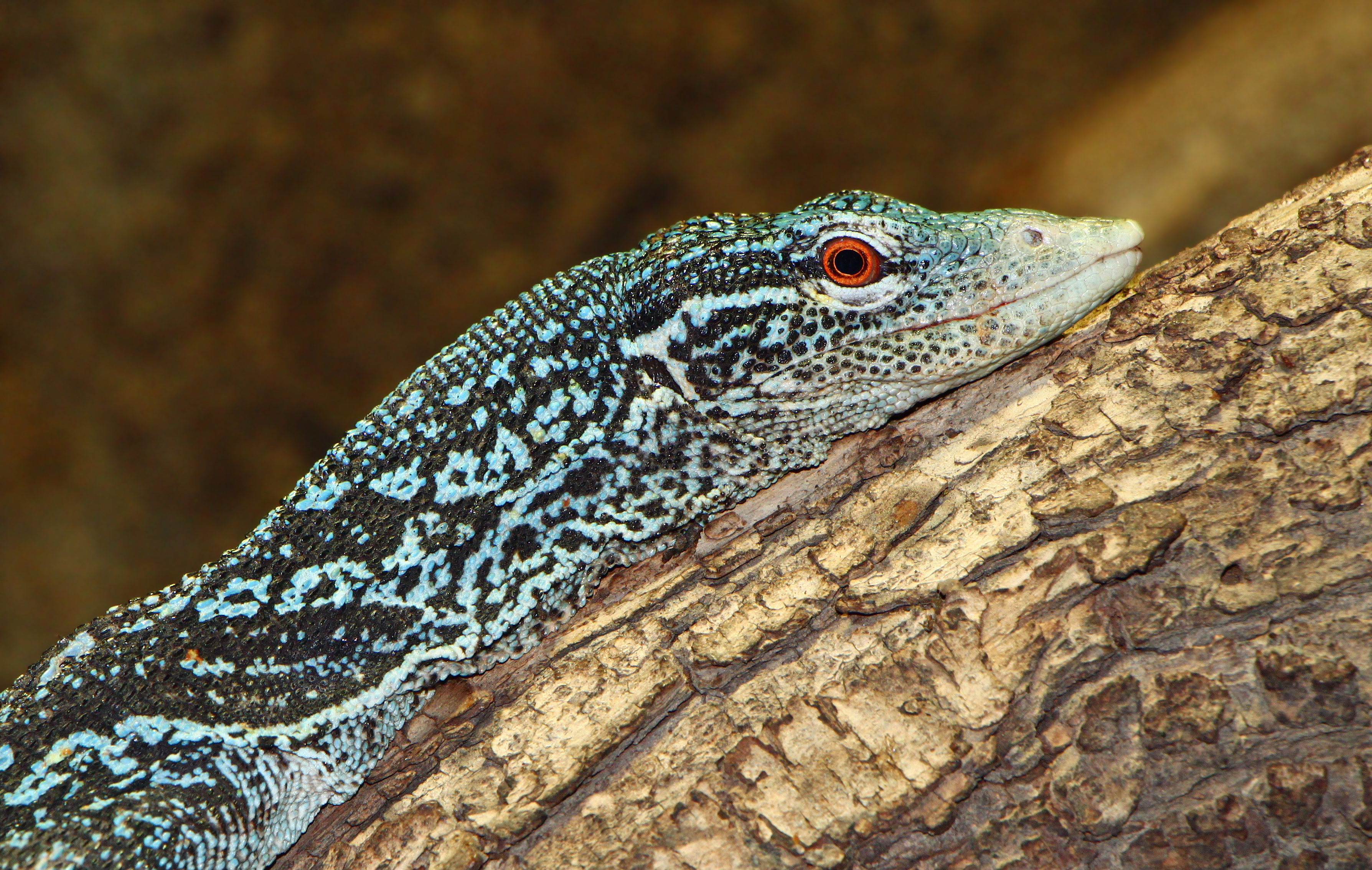 Blue-spotted Tree Monitor High Quality Background on Wallpapers Vista