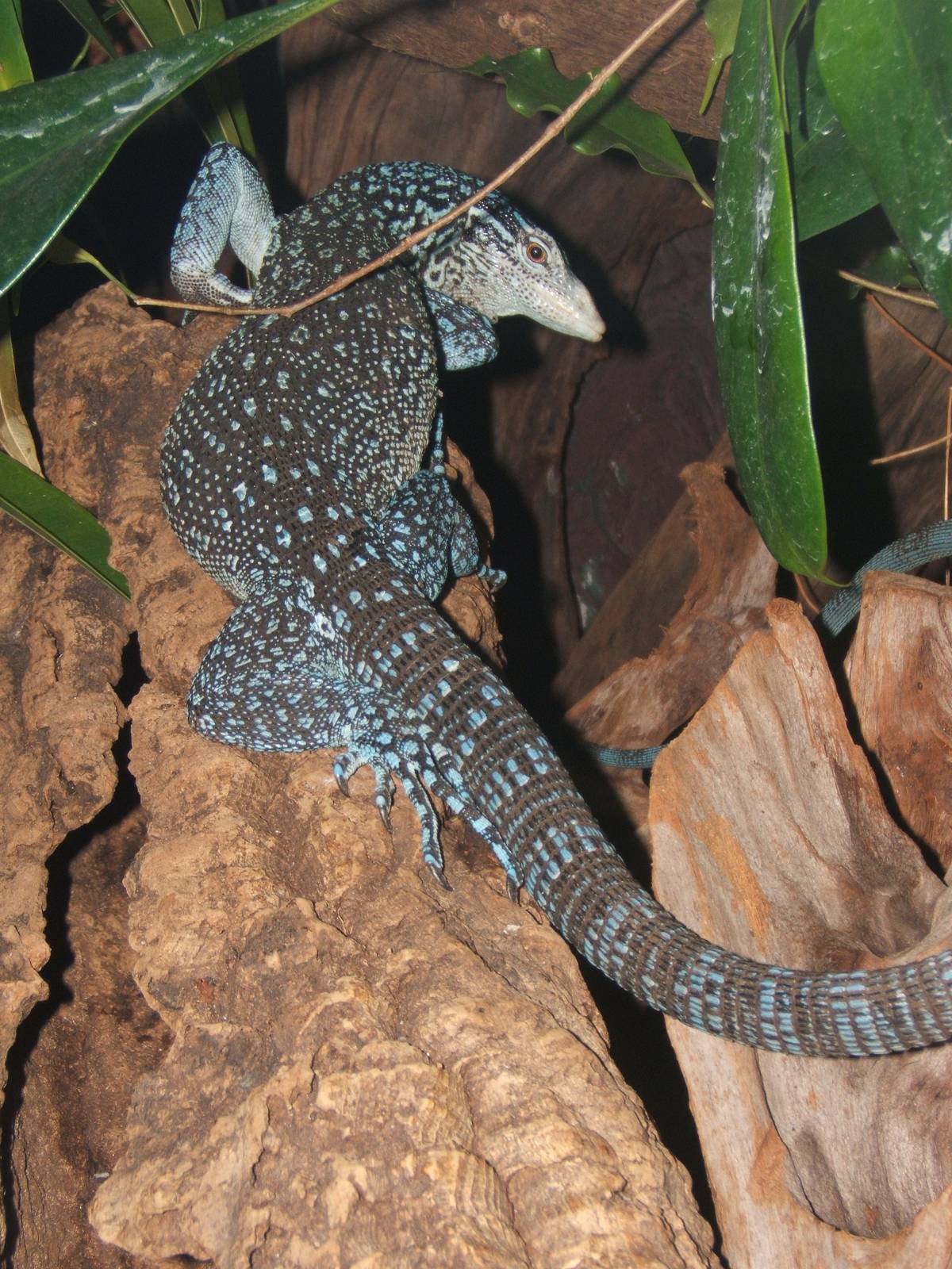 Nice wallpapers Blue-spotted Tree Monitor 1200x1600px
