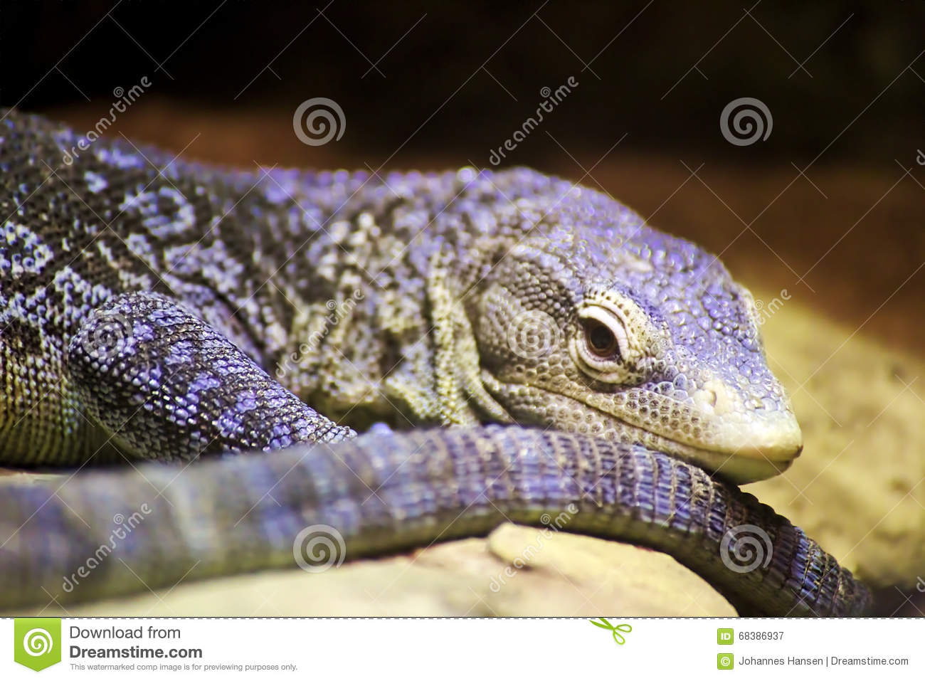 Blue-spotted Tree Monitor Backgrounds, Compatible - PC, Mobile, Gadgets| 1300x957 px