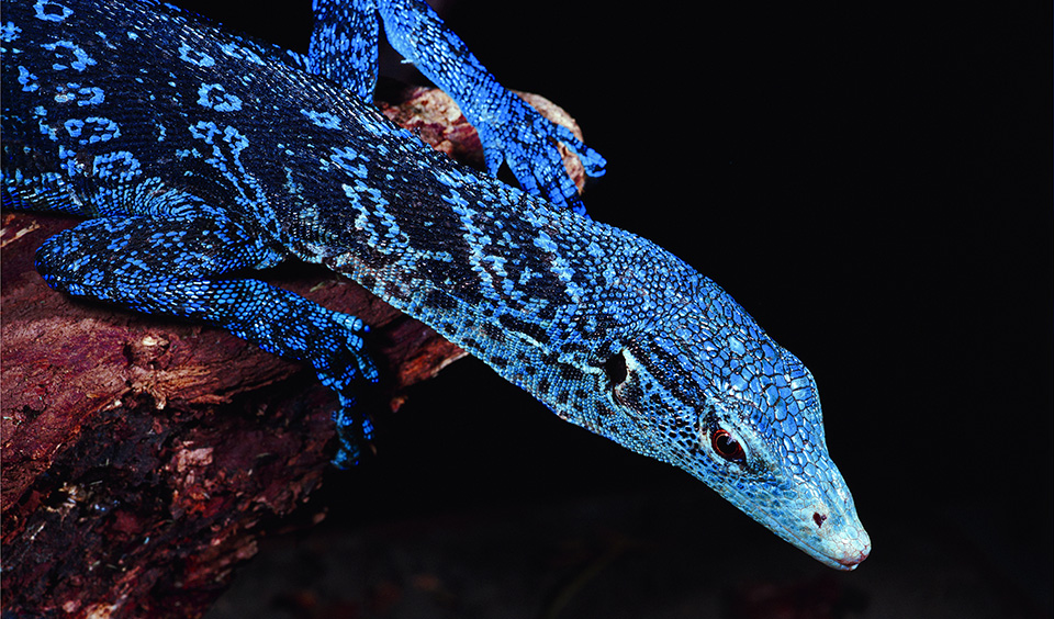 Nice wallpapers Blue-spotted Tree Monitor 960x564px