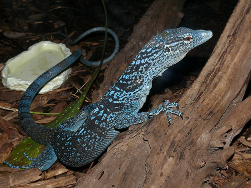 500x375 > Blue-spotted Tree Monitor Wallpapers