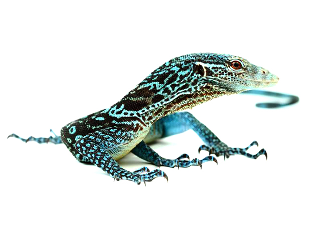 High Resolution Wallpaper | Blue-spotted Tree Monitor 640x480 px