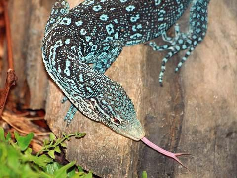 Blue-spotted Tree Monitor Backgrounds, Compatible - PC, Mobile, Gadgets| 480x360 px