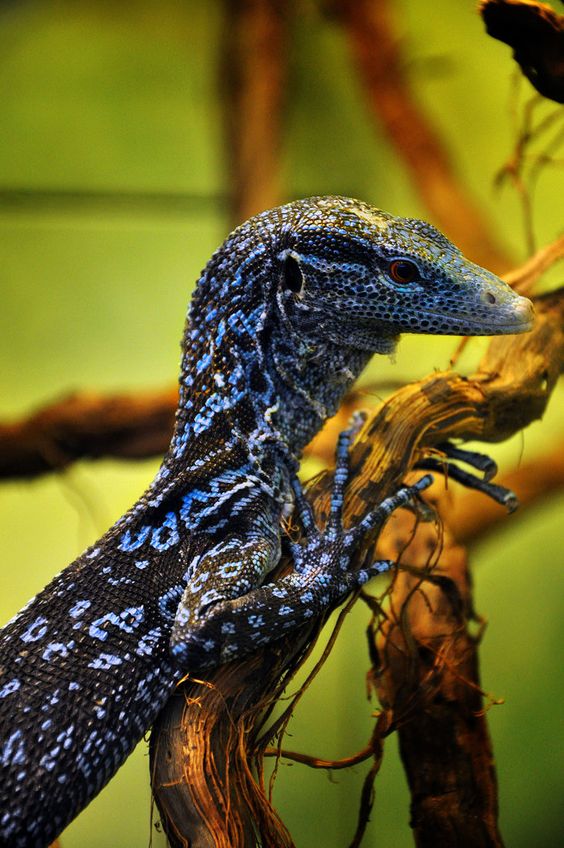 Nice Images Collection: Blue-spotted Tree Monitor Desktop Wallpapers