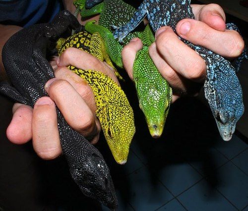 Blue-spotted Tree Monitor Pics, Animal Collection