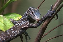 Images of Blue-spotted Tree Monitor | 220x147