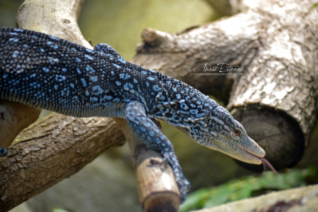 Amazing Blue-spotted Tree Monitor Pictures & Backgrounds