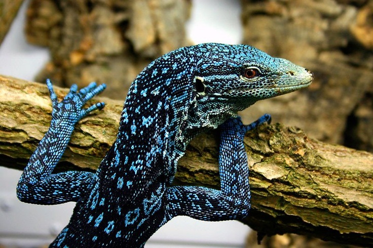 Blue-spotted Tree Monitor Backgrounds on Wallpapers Vista