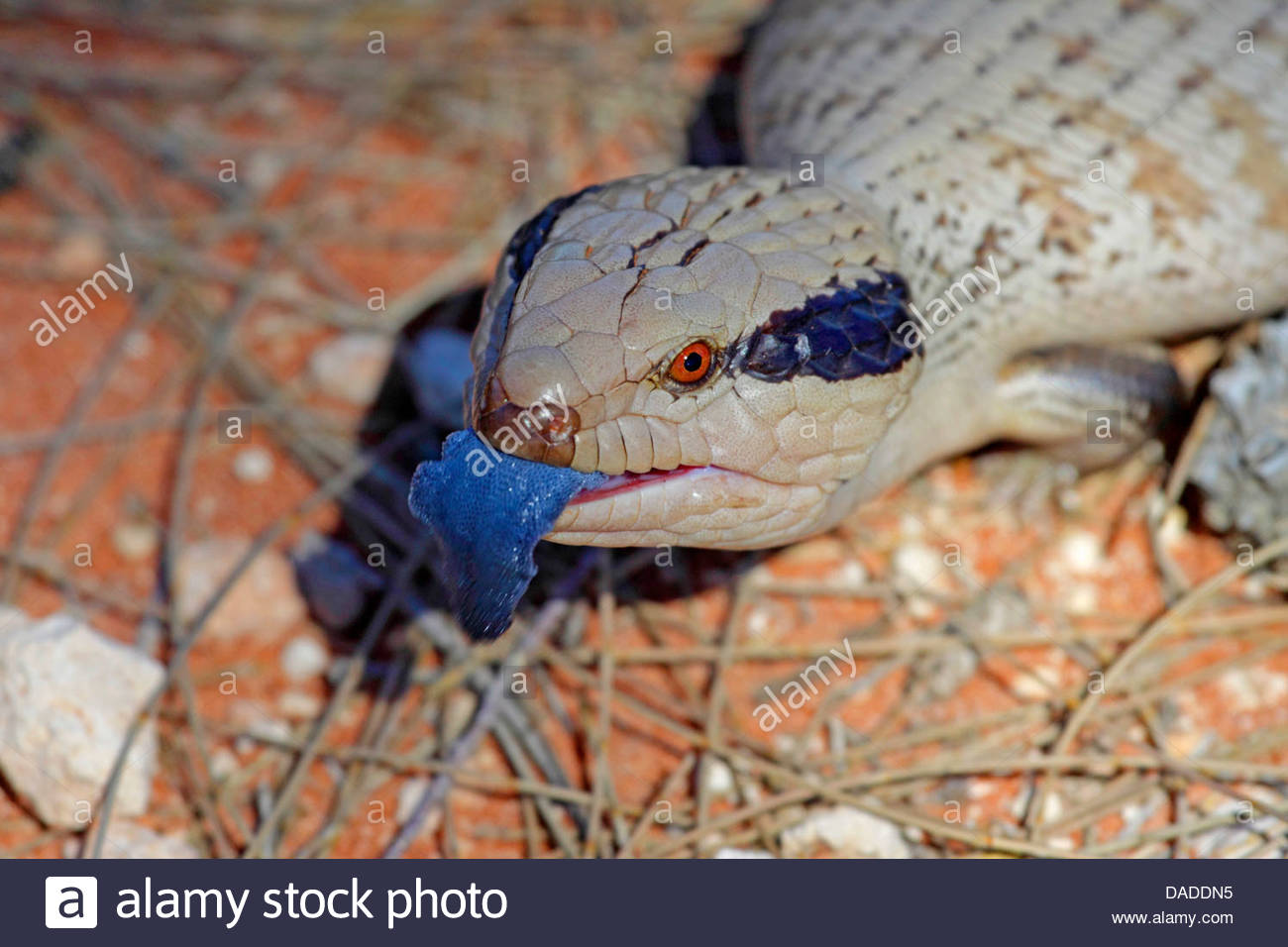 Blue-Tongue Skink Pics, Animal Collection