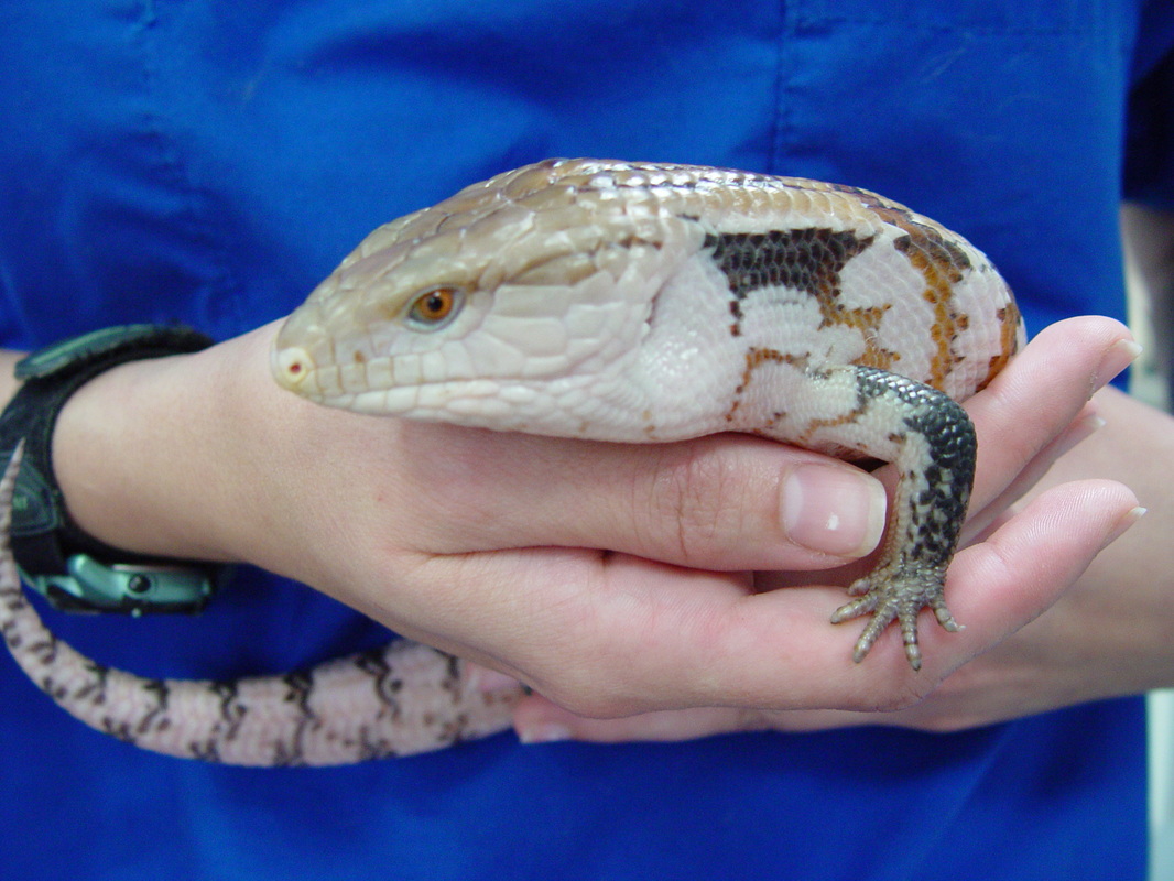Blue-Tongue Skink High Quality Background on Wallpapers Vista