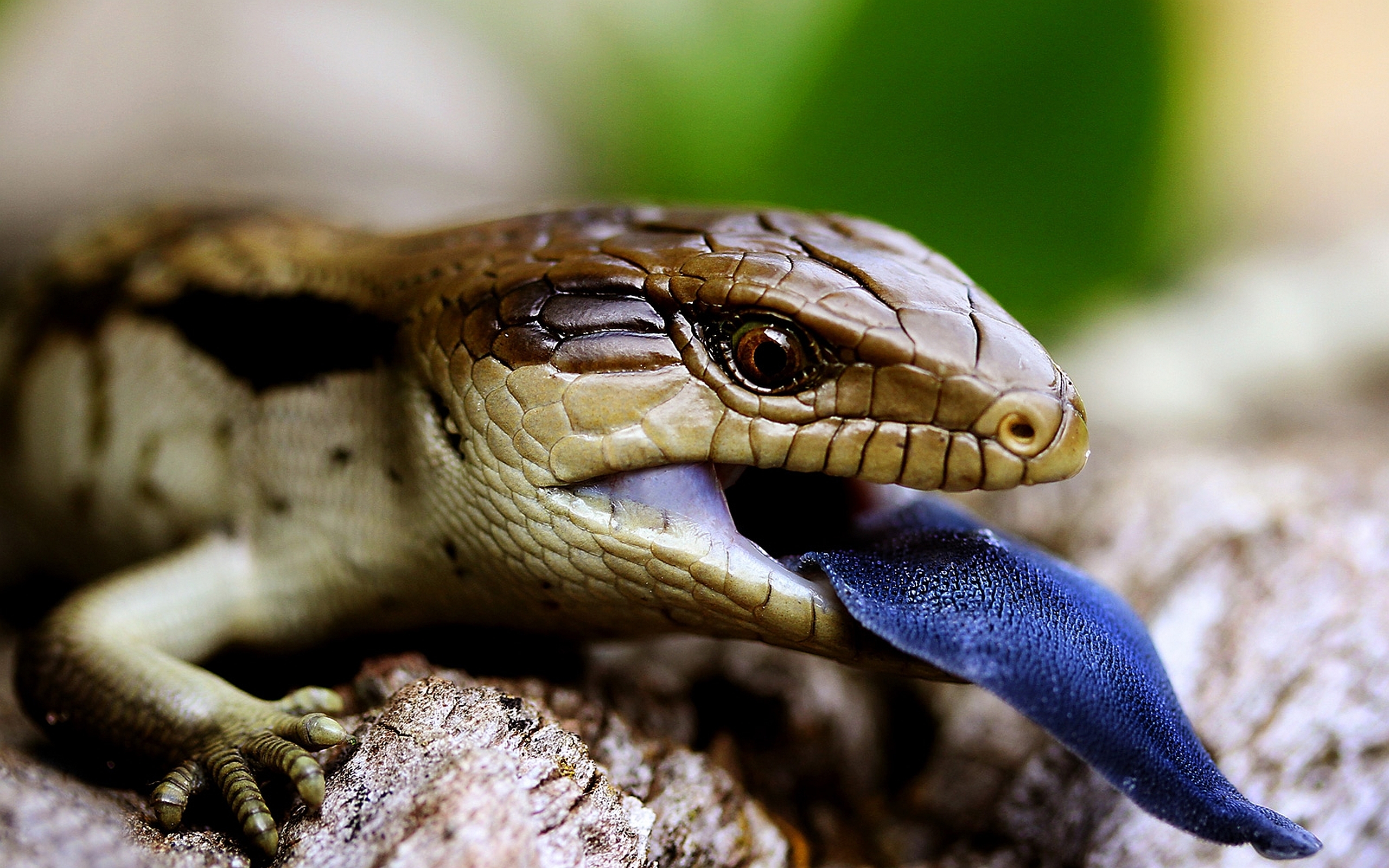 HD Quality Wallpaper | Collection: Animal, 2560x1600 Blue-Tongue Skink