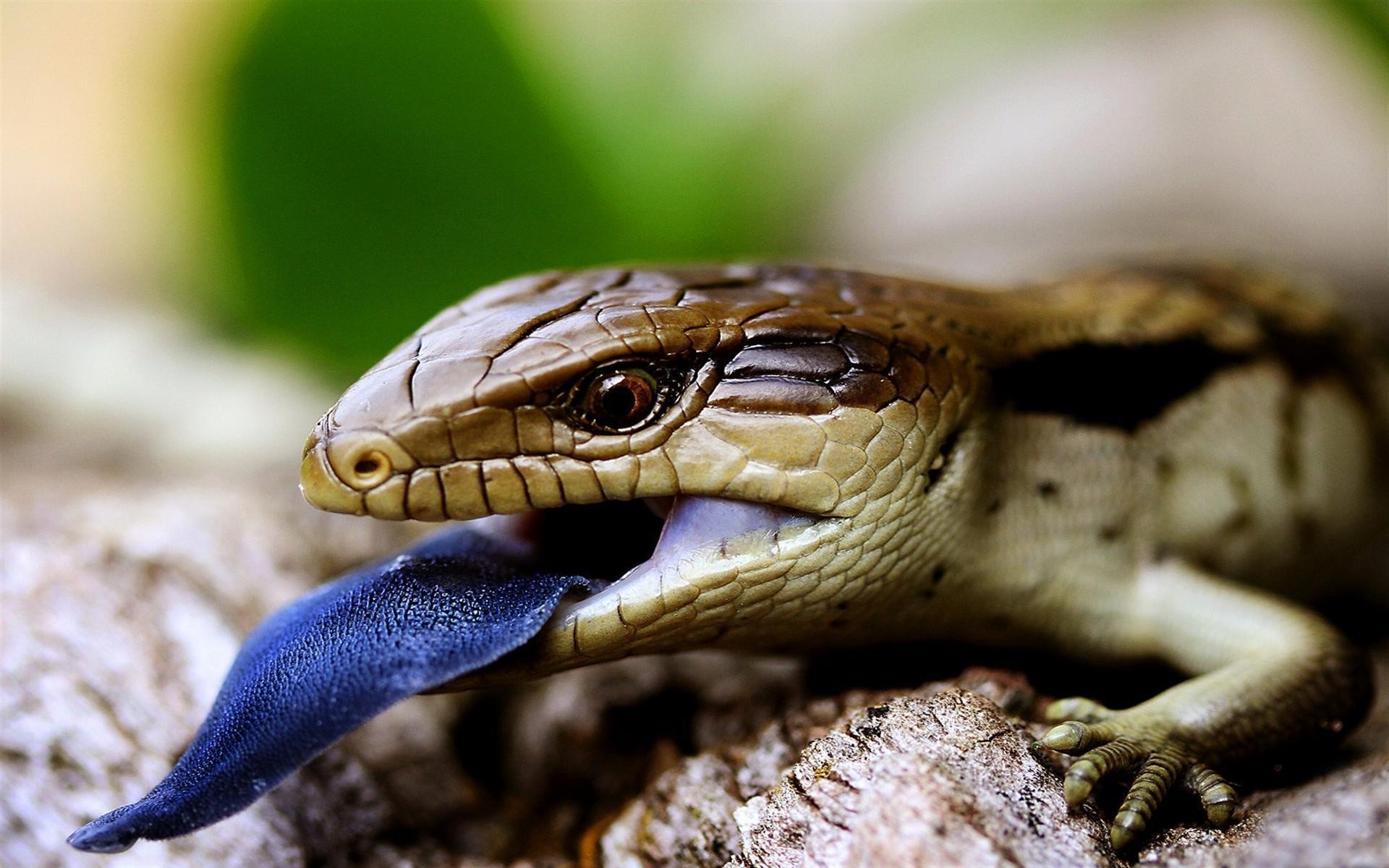 Nice wallpapers Blue-Tongue Skink 1920x1200px