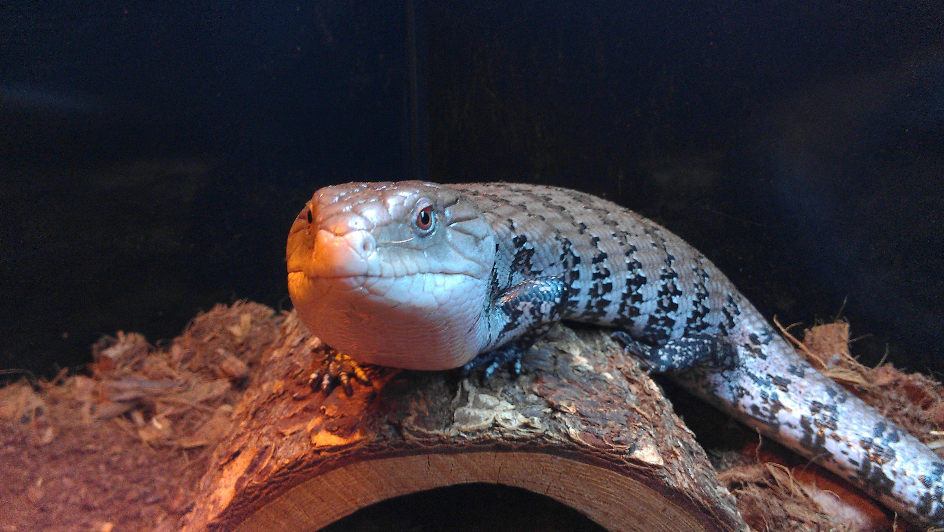 Blue-Tongue Skink High Quality Background on Wallpapers Vista