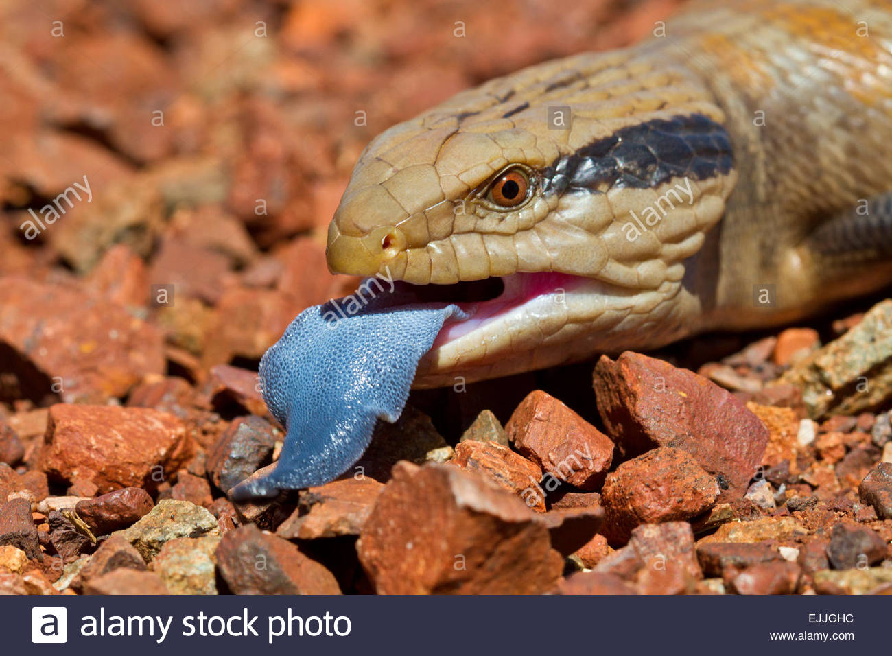 Blue-Tongue Skink Backgrounds on Wallpapers Vista