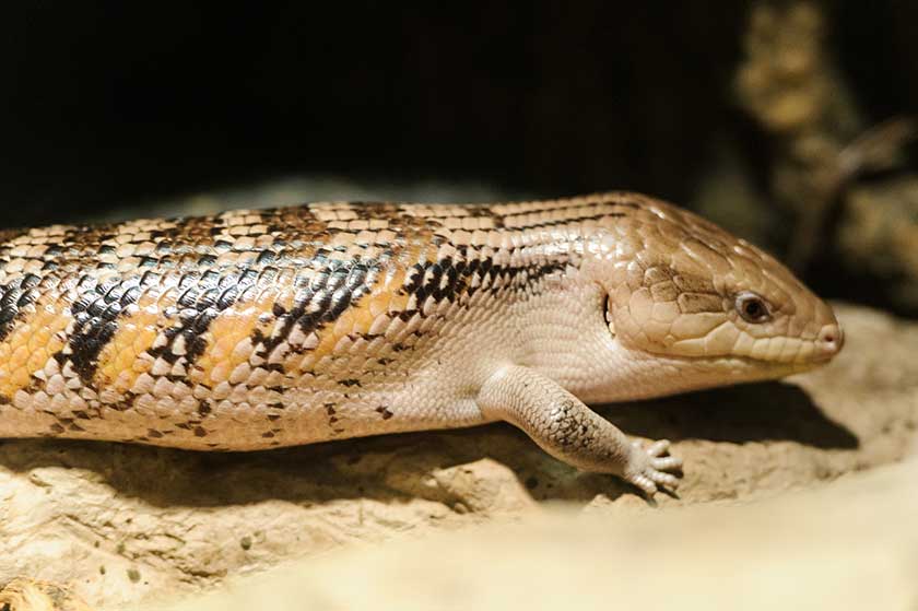High Resolution Wallpaper | Blue-Tongue Skink 840x559 px