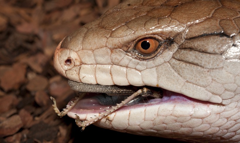Nice wallpapers Blue-Tongue Skink 820x488px