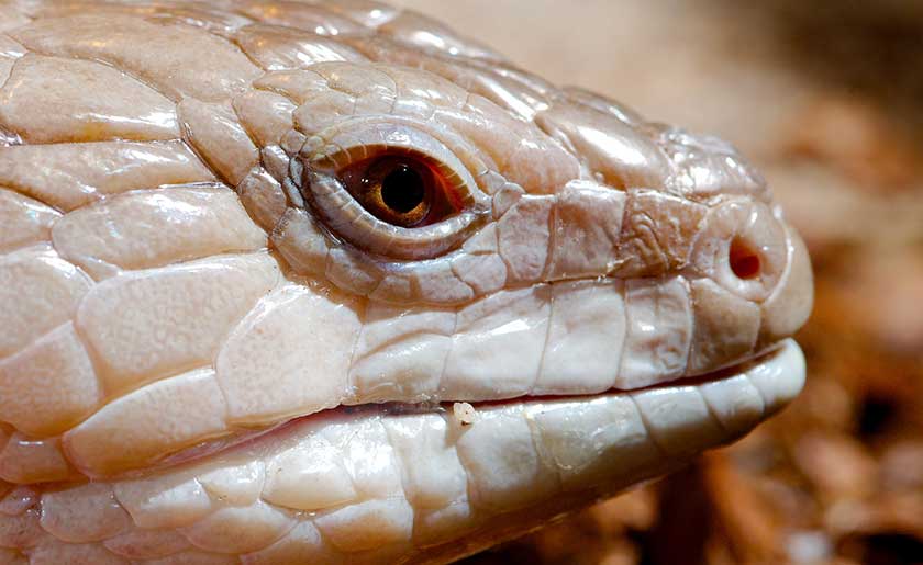 Amazing Blue-Tongue Skink Pictures & Backgrounds