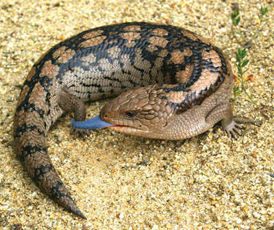 Nice wallpapers Blue-Tongue Skink 400x335px