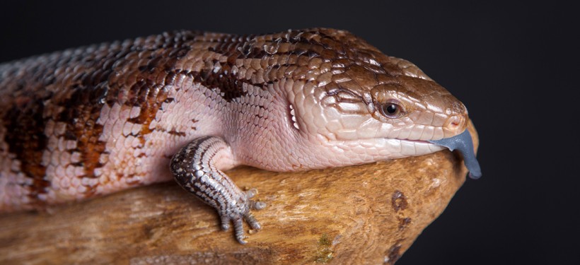 820x375 > Blue-Tongue Skink Wallpapers