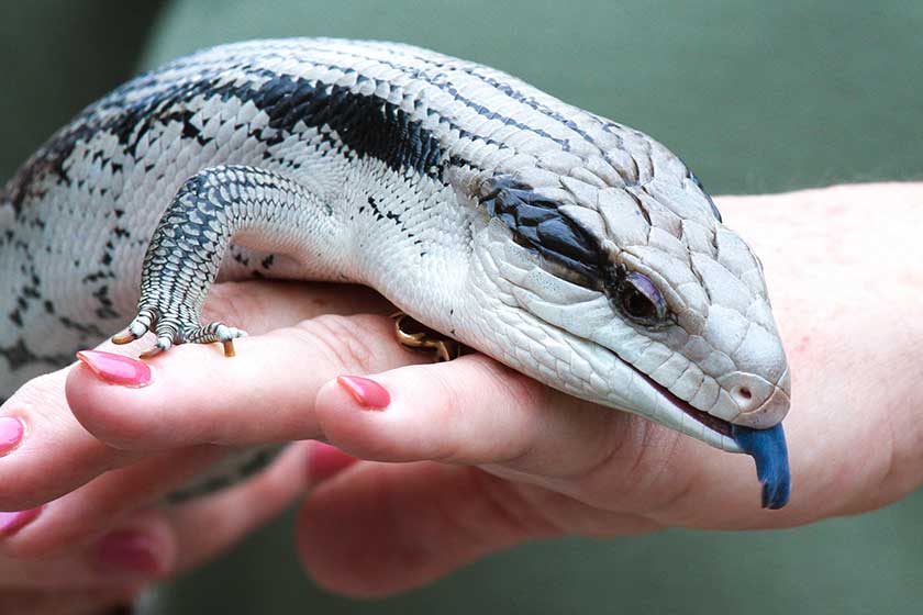 840x560 > Blue-Tongue Skink Wallpapers