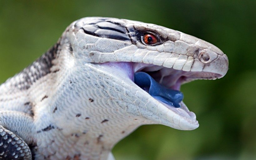 HQ Blue-Tongue Skink Wallpapers | File 72.71Kb