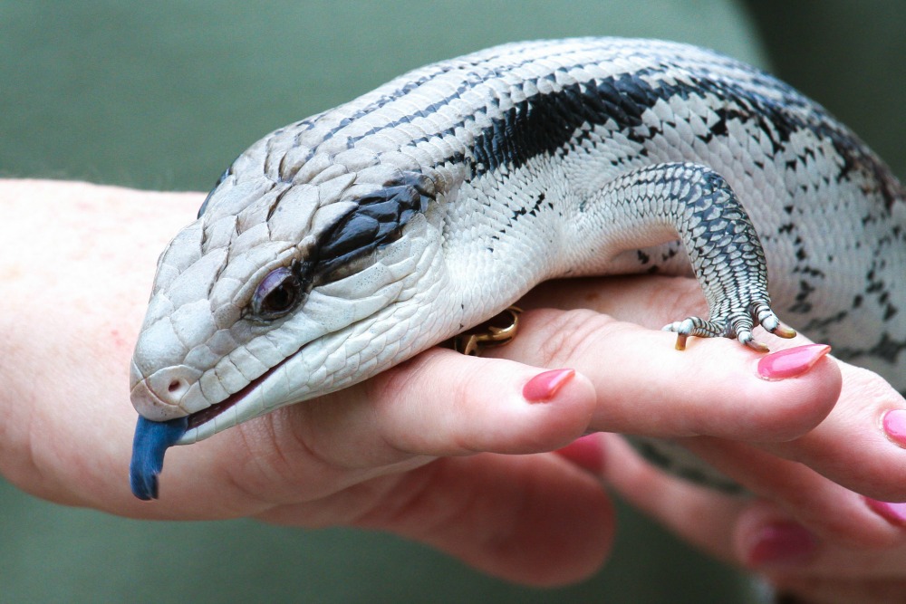 HQ Blue-Tongue Skink Wallpapers | File 161.92Kb
