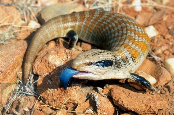 HQ Blue-Tongue Skink Wallpapers | File 51.63Kb