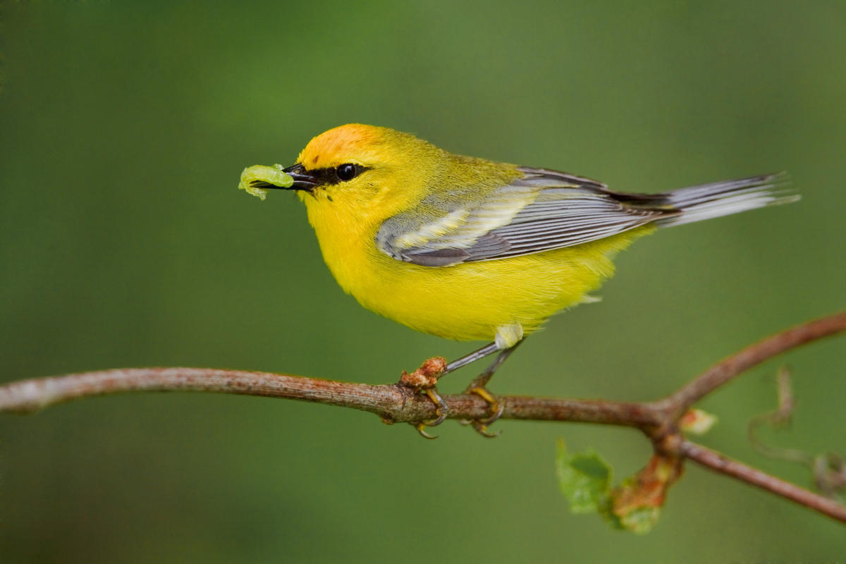 Blue-winged Warbler Backgrounds, Compatible - PC, Mobile, Gadgets| 1200x800 px