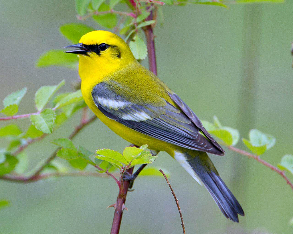 HD Quality Wallpaper | Collection: Animal, 1024x820 Blue-winged Warbler