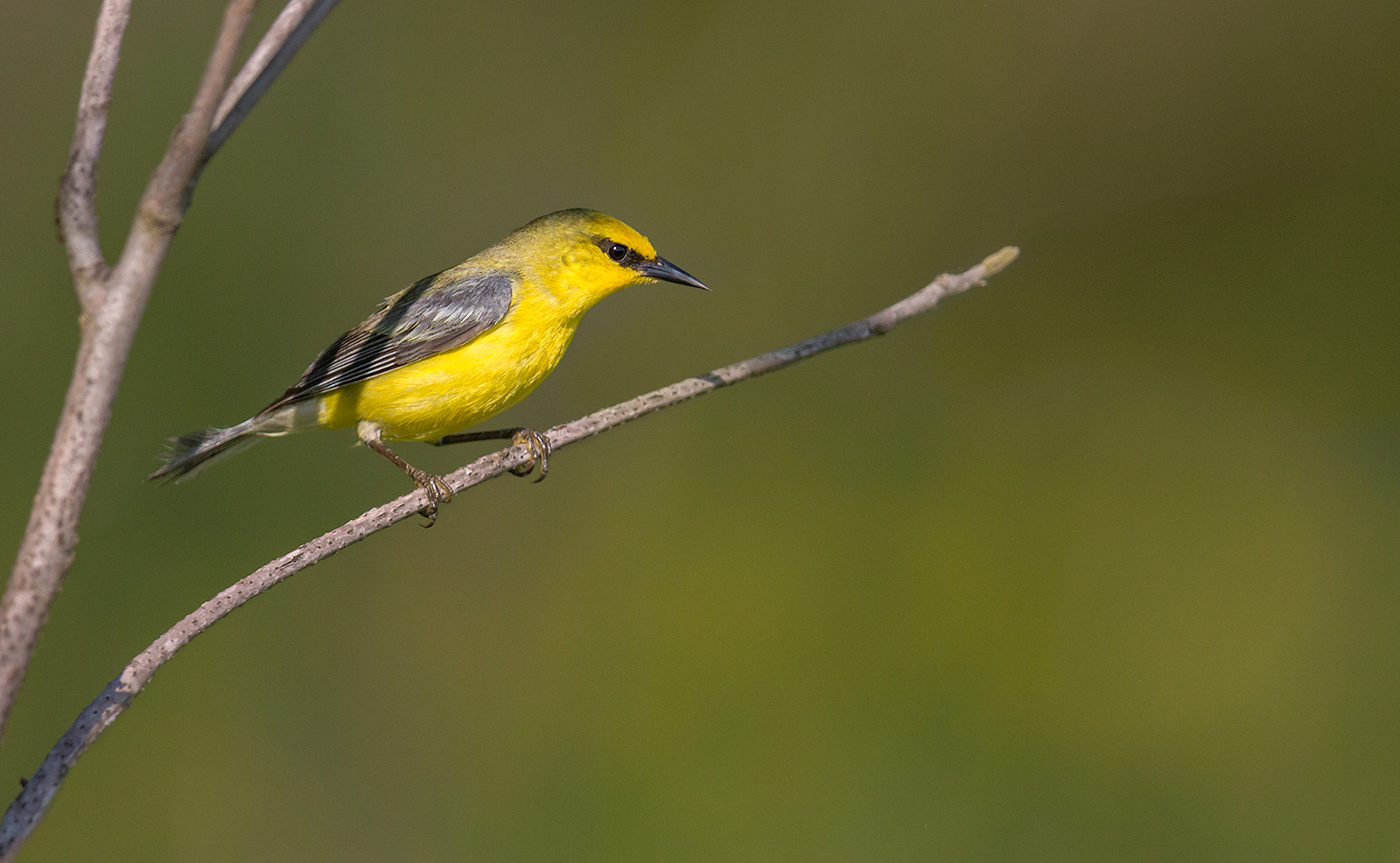 1600x986 > Blue-winged Warbler Wallpapers
